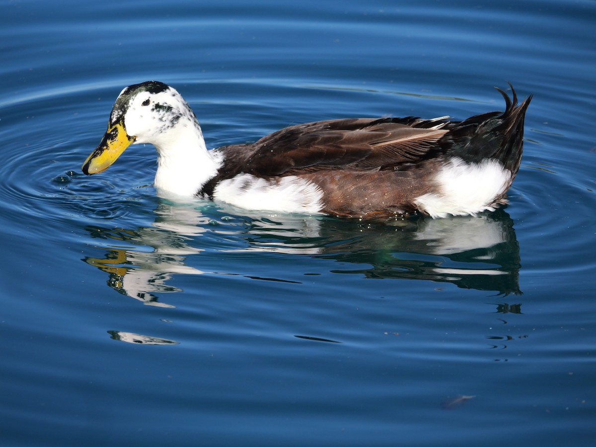 kachna domácí - ML646316883