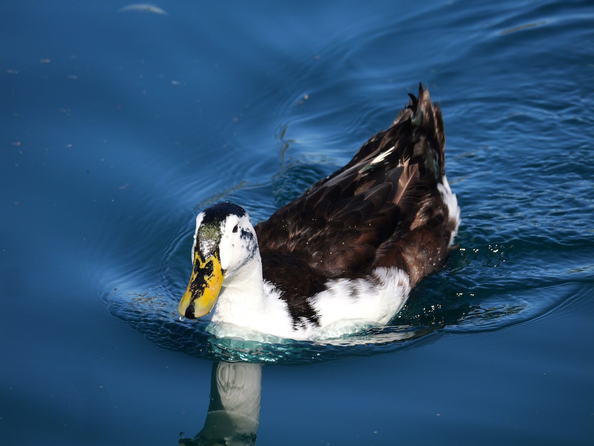 kachna domácí - ML646316884