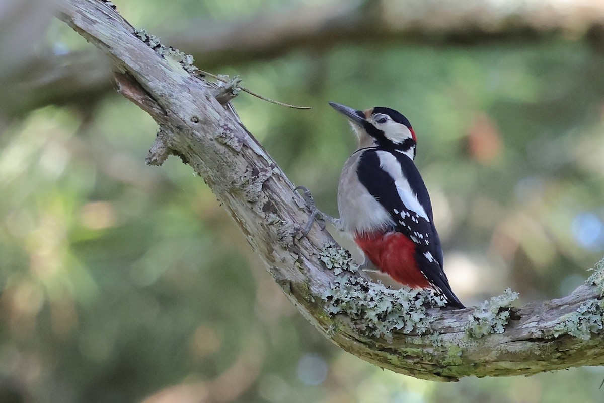 Алаг тоншуул - ML646316885