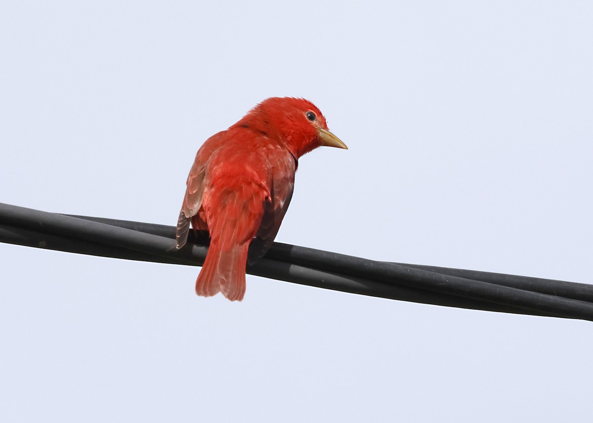 Summer Tanager - ML646316887