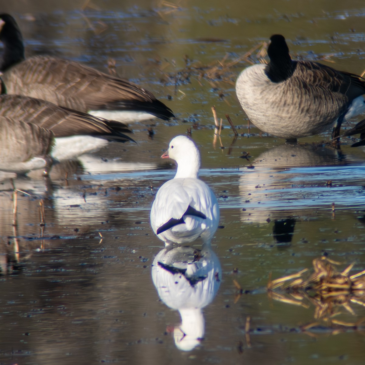 husa bělostná - ML646316888