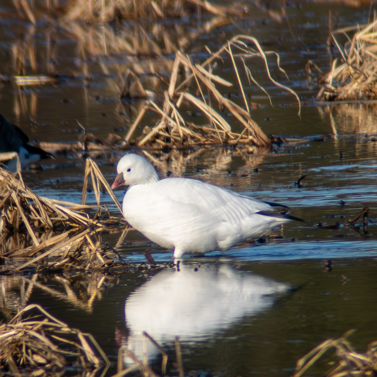 husa bělostná - ML646316889