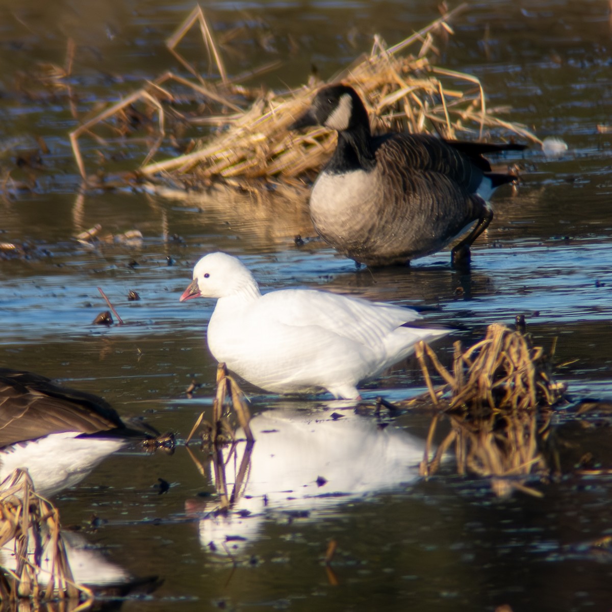 husa bělostná - ML646316890