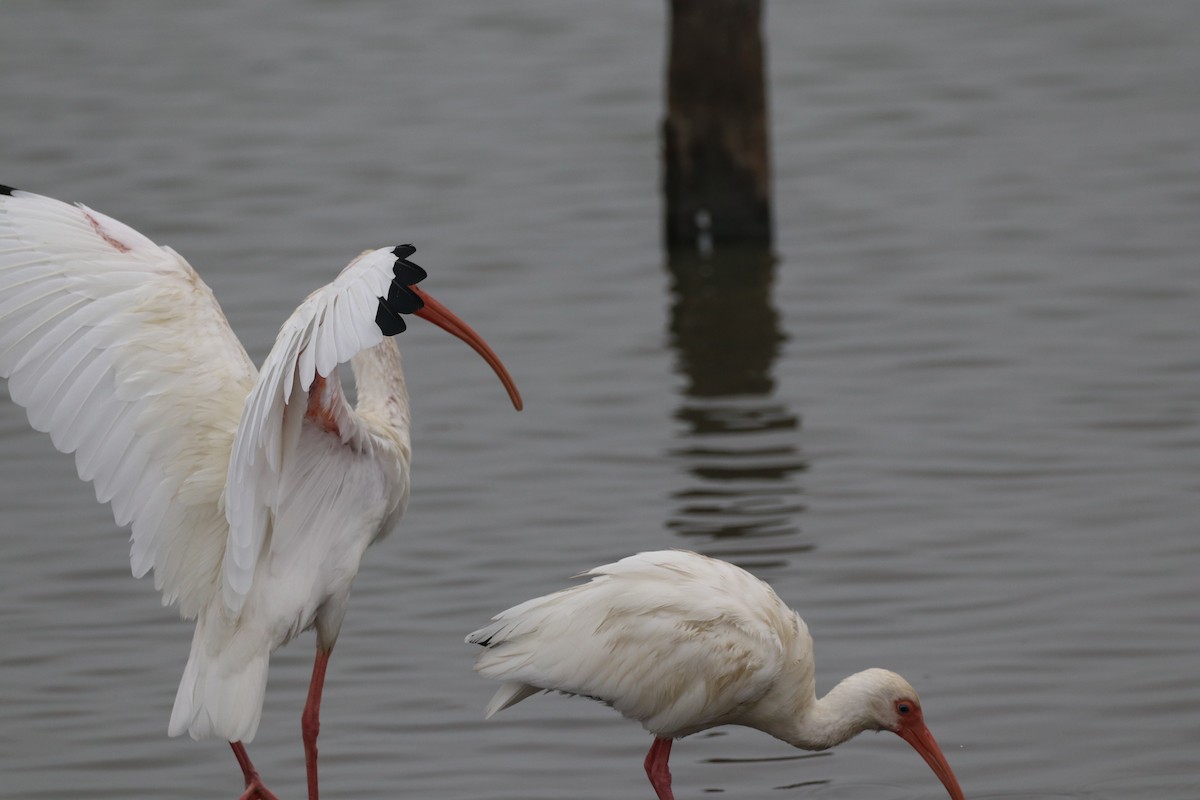 White Ibis - ML646316893