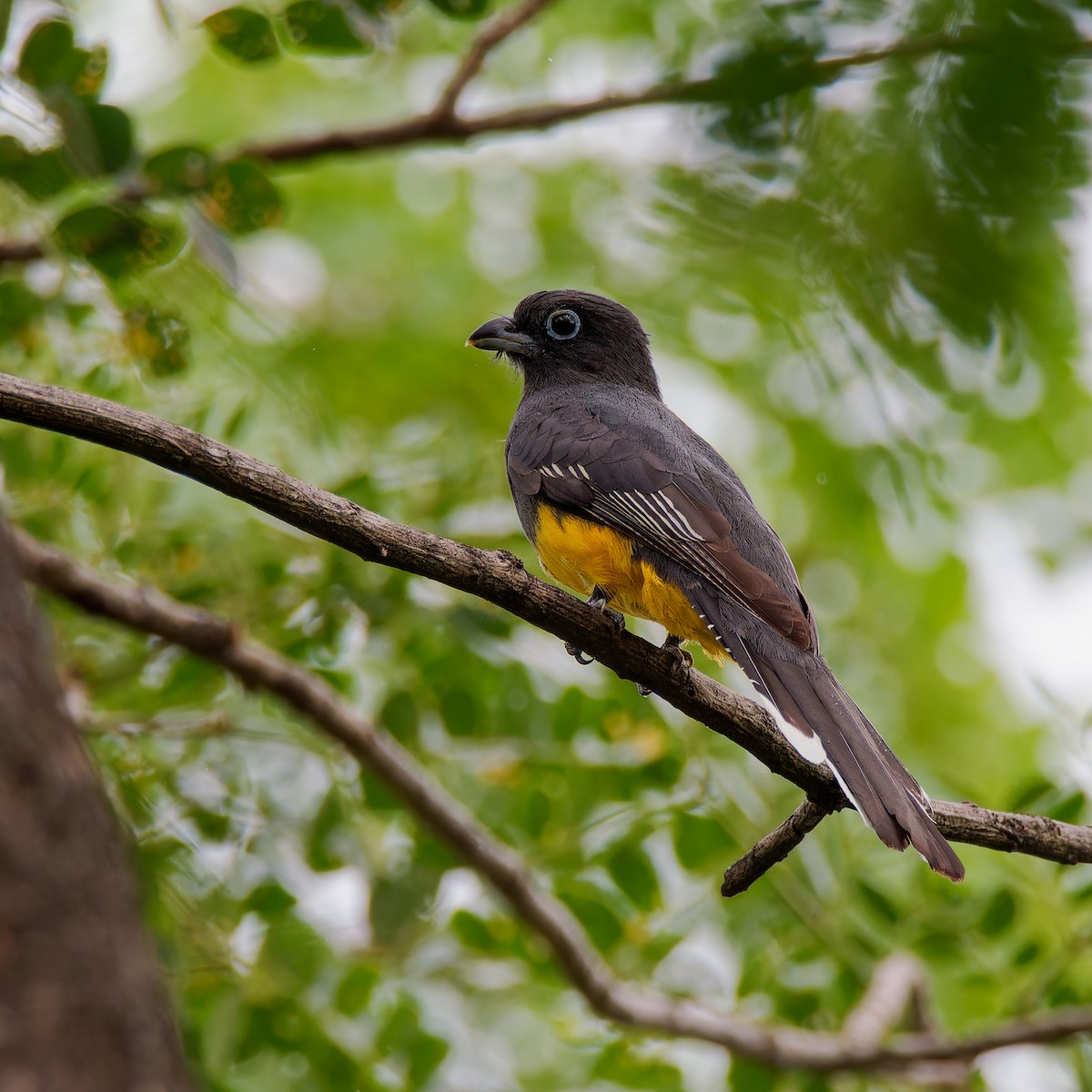 Black-headed Trogon - ML646316896