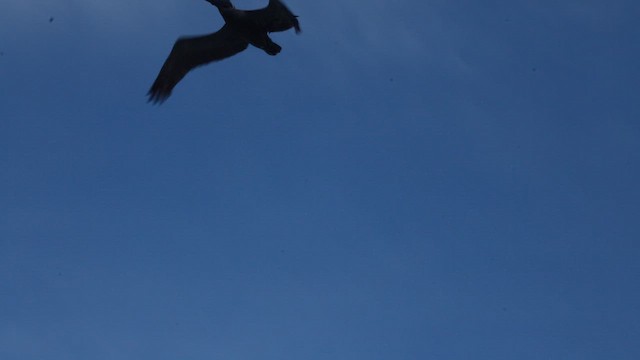 Kahverengi Pelikan - ML646316898