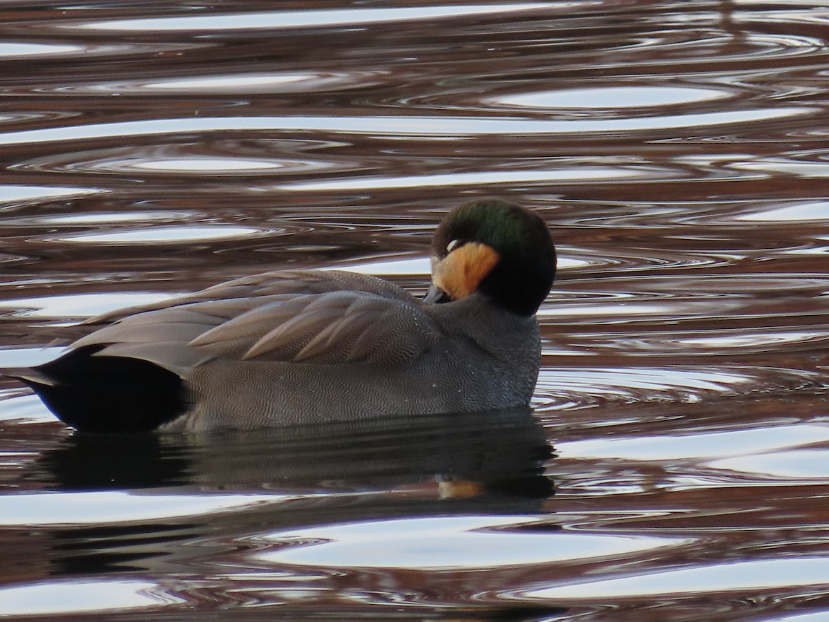 Gadwall - ML646316903