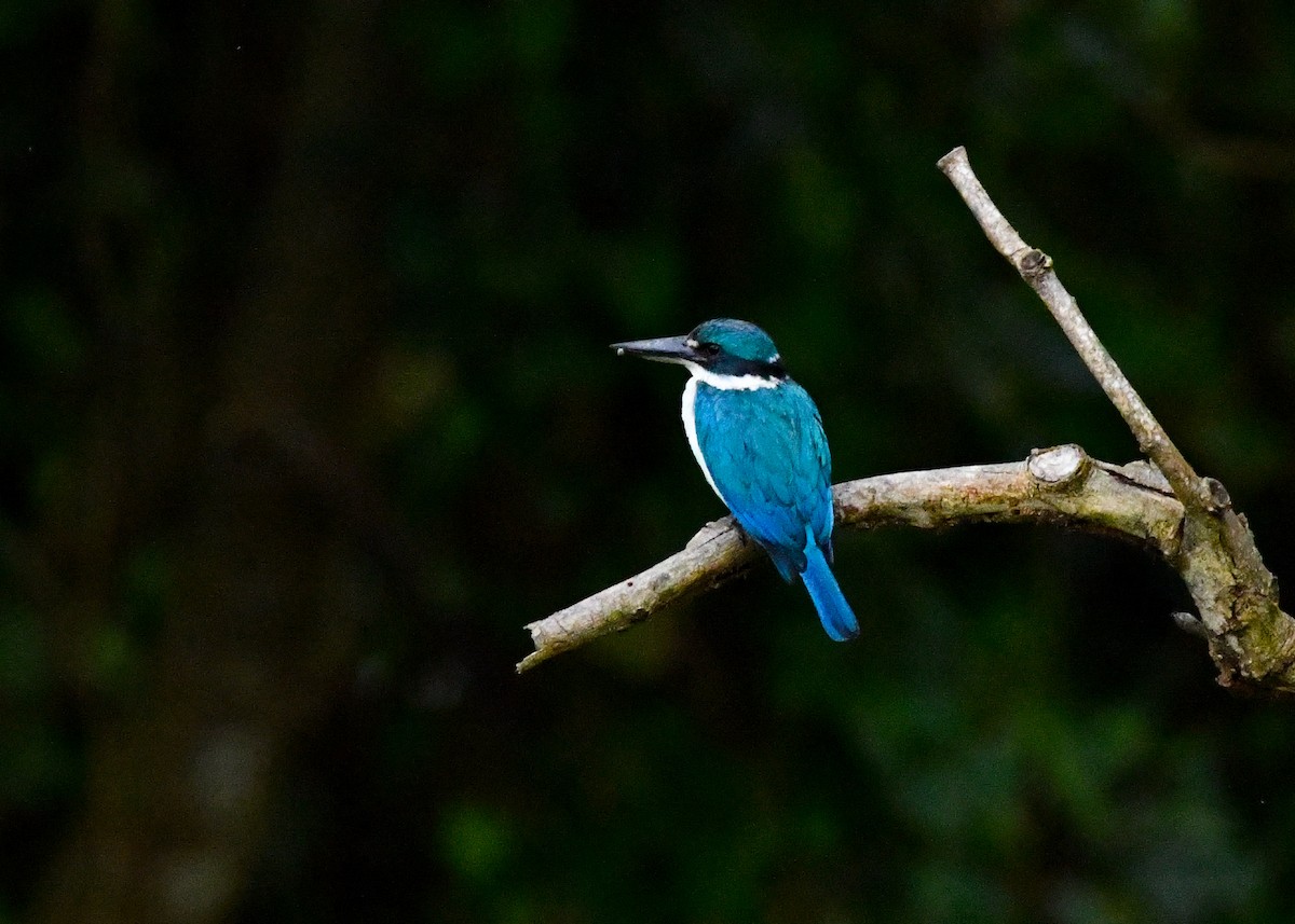 Collared Kingfisher - ML646316905