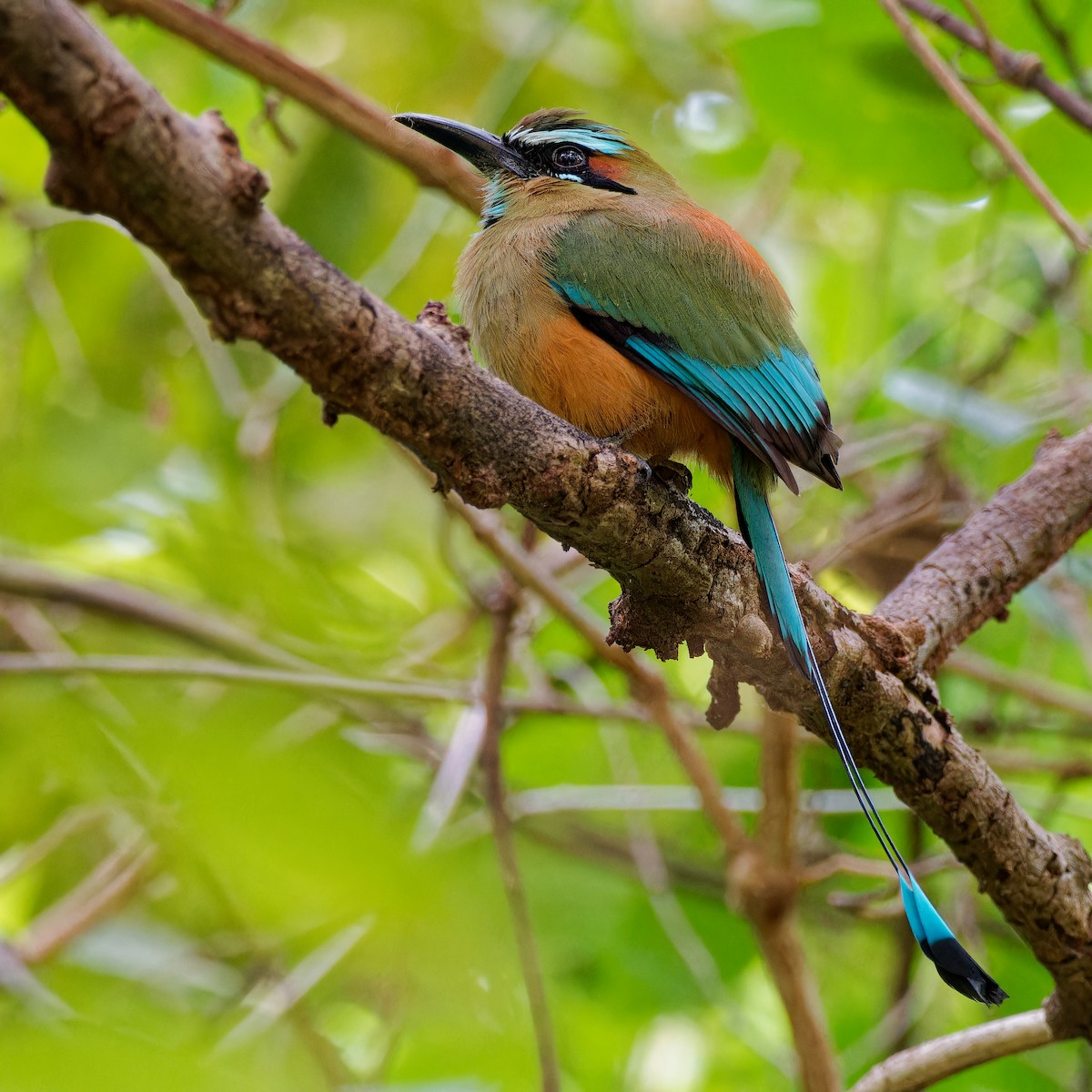 Turquoise-browed Motmot - ML646316906