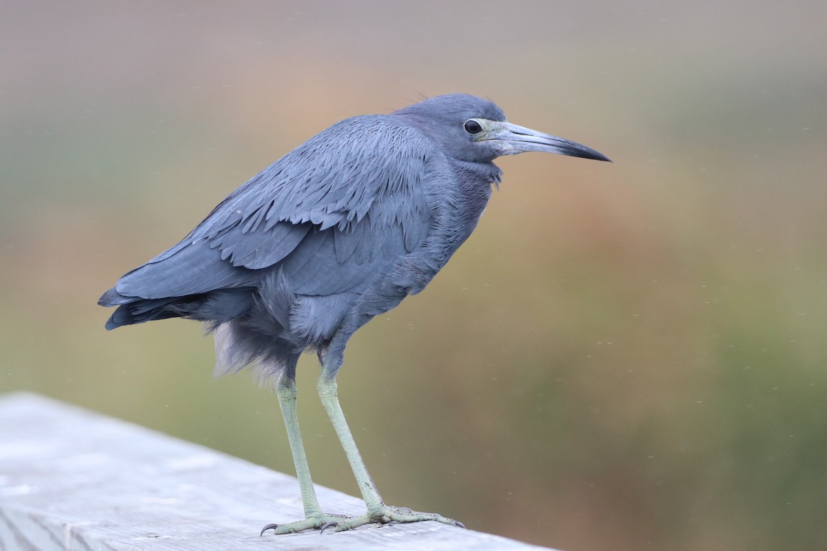 Little Blue Heron - ML646316907