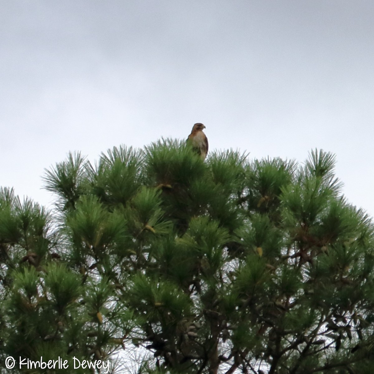 Red-tailed Hawk - ML64631691