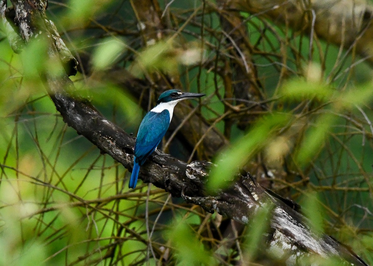 Collared Kingfisher - ML646316915