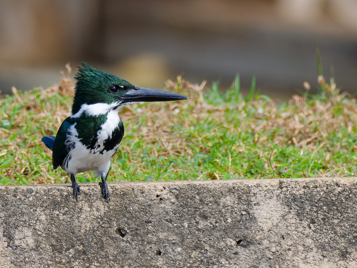 Amazon Kingfisher - ML646316916