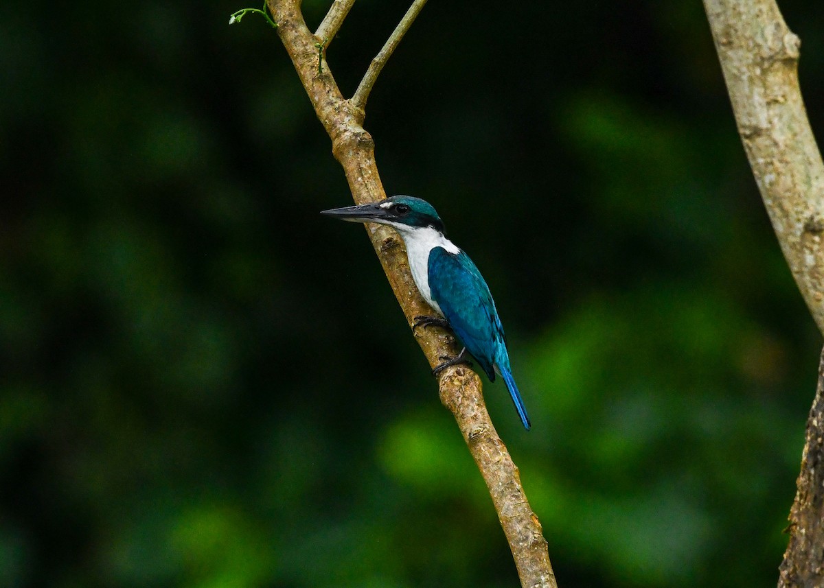 Collared Kingfisher - ML646316917
