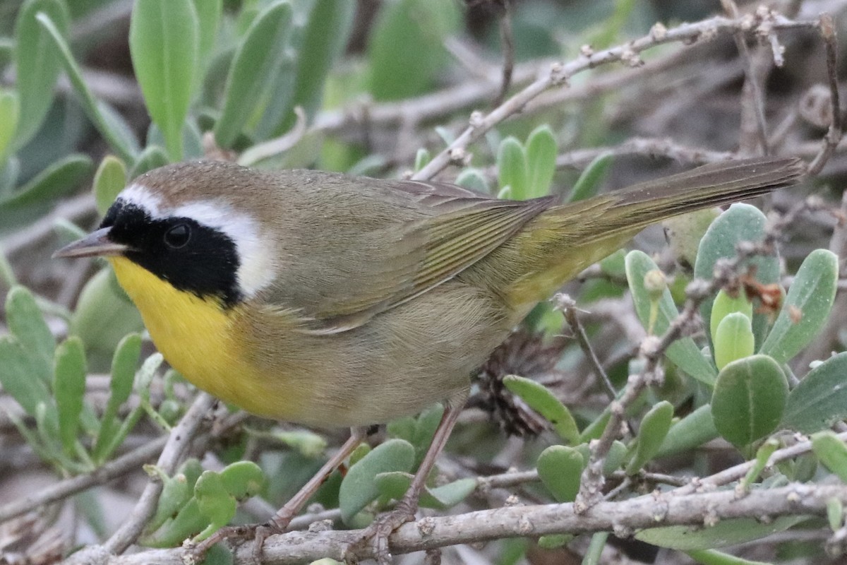 Common Yellowthroat - ML646316918