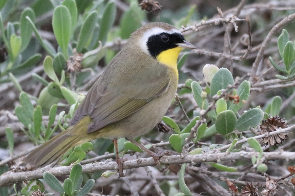 Common Yellowthroat - ML646316919