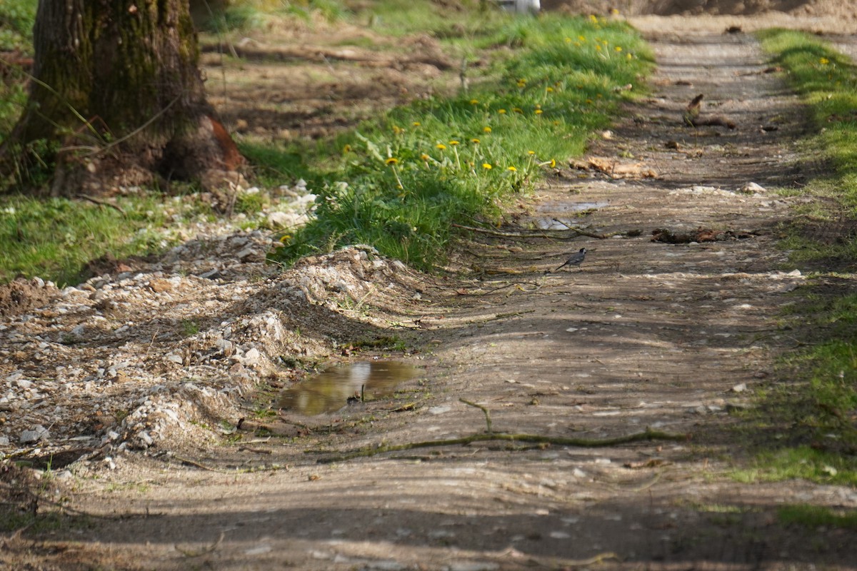 White Wagtail - ML646316923