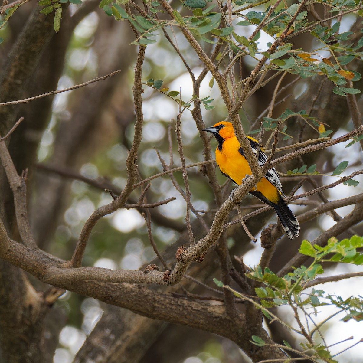 Streak-backed Oriole - ML646316925