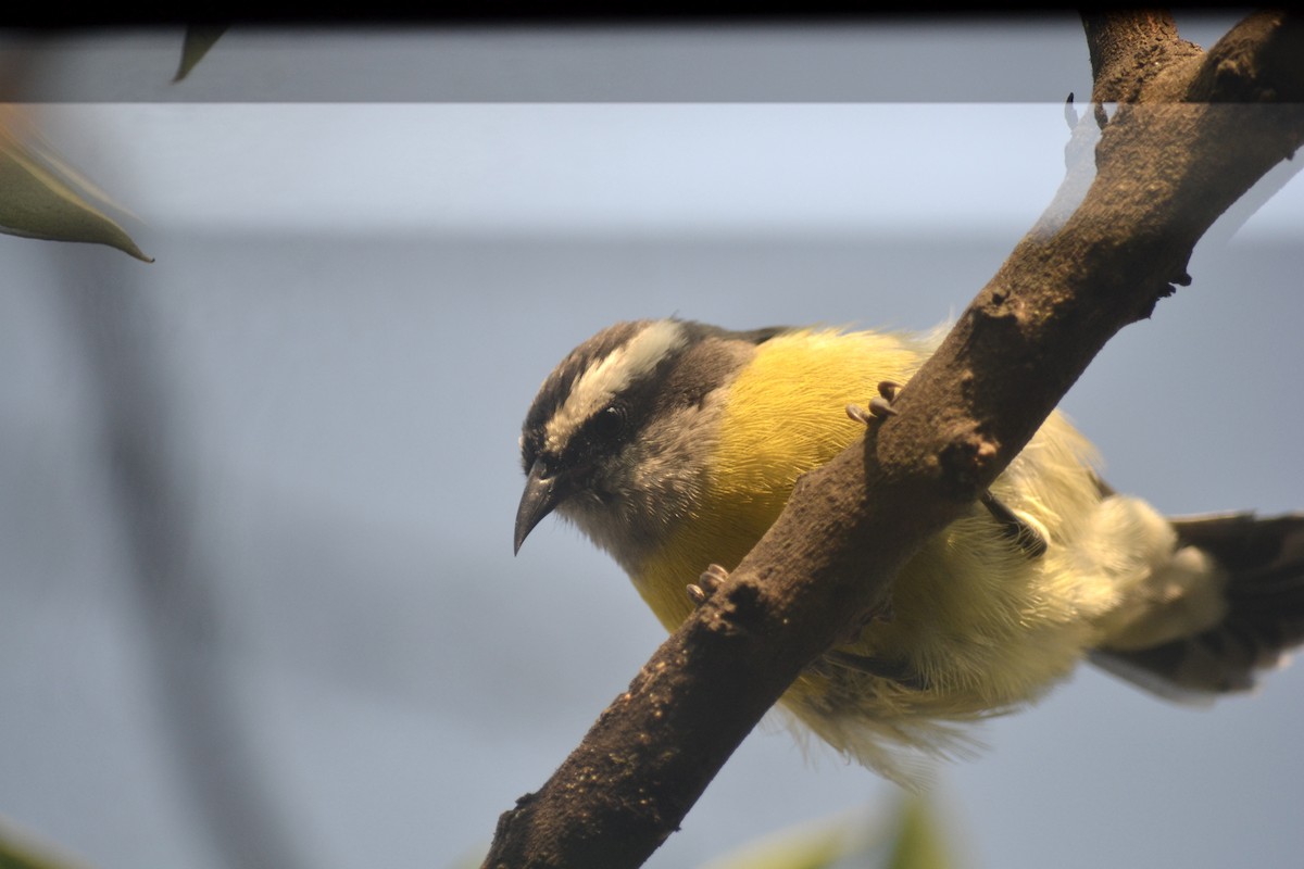 Bananaquit - ML646316926
