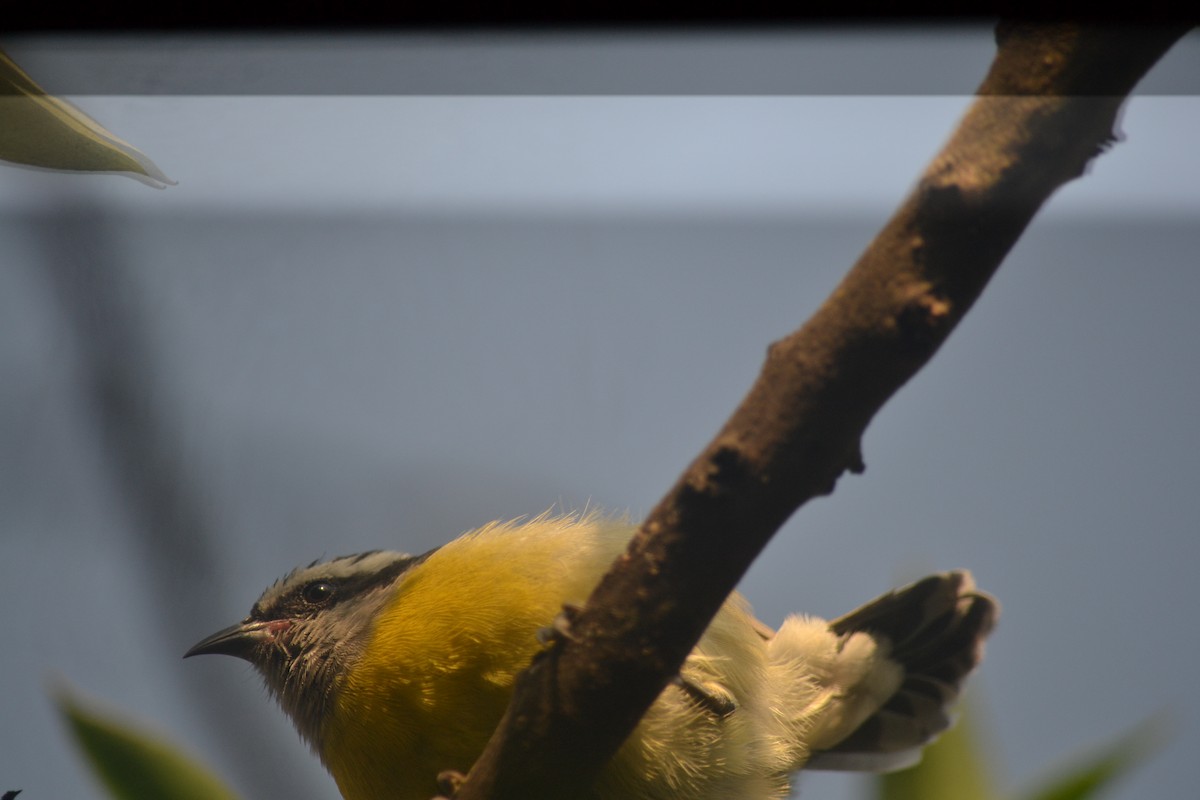Bananaquit - ML646316927