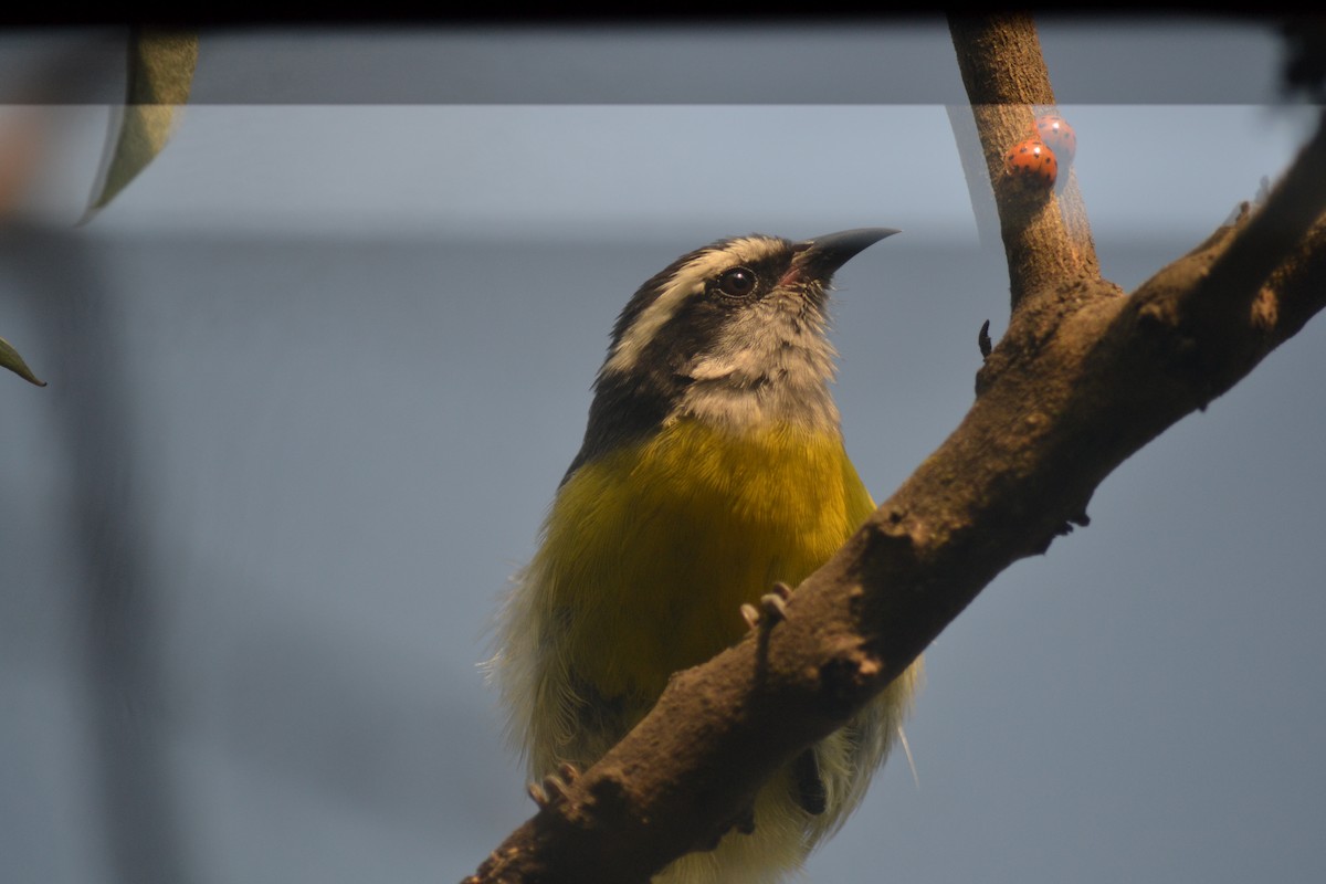 Bananaquit - ML646316928