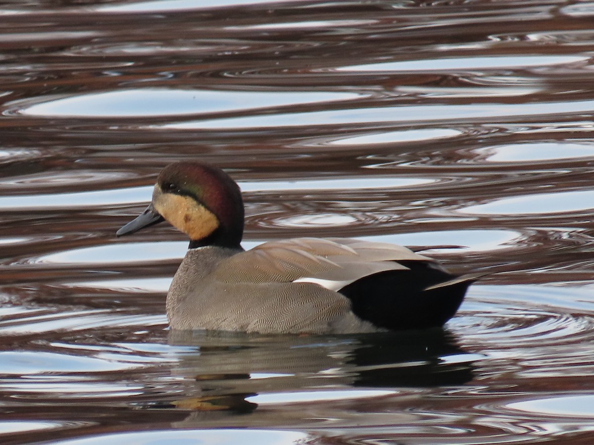 Gadwall - ML646316931