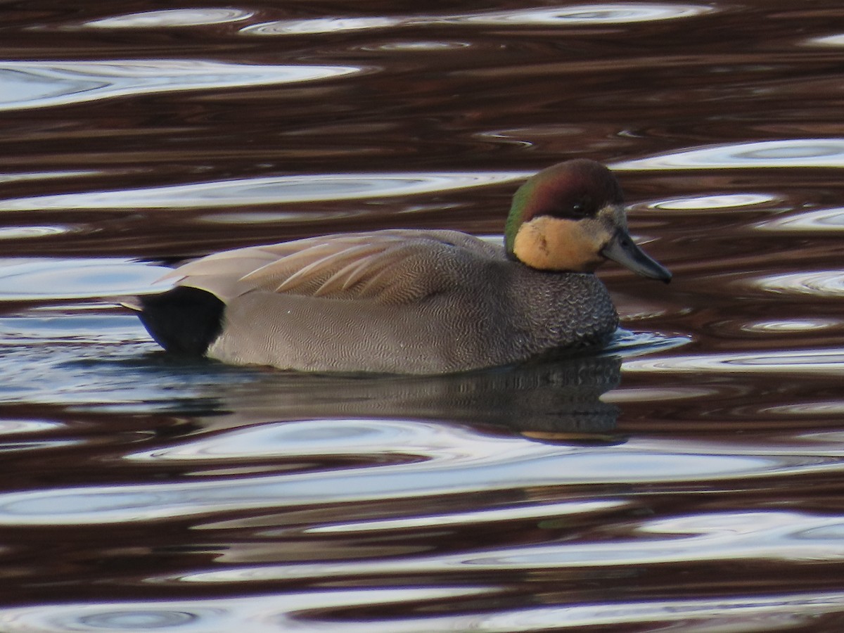 Gadwall - ML646316935