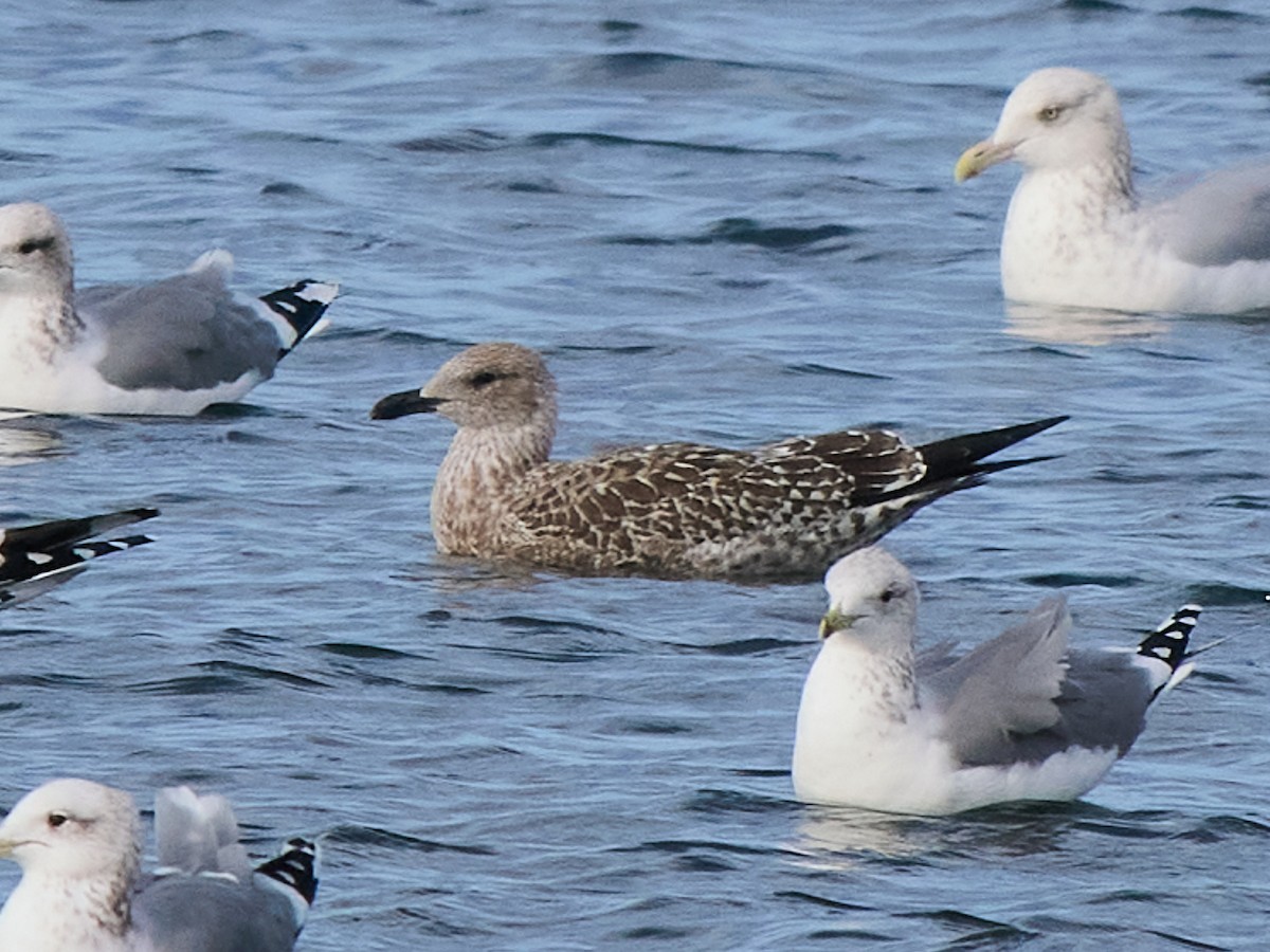 Lesser Black-backed Gull - ML646316936