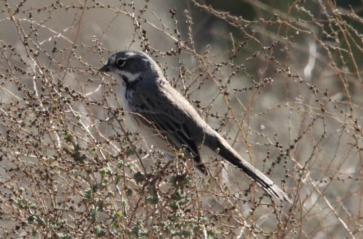 Bell's Sparrow - ML646316937