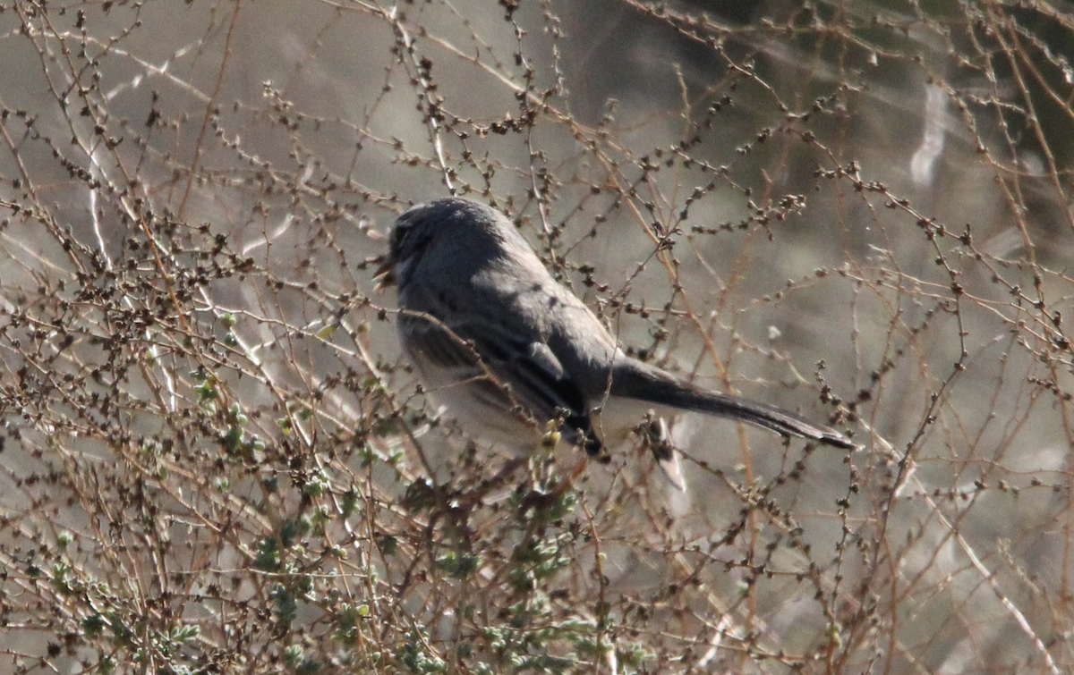 Bell's Sparrow - ML646316938