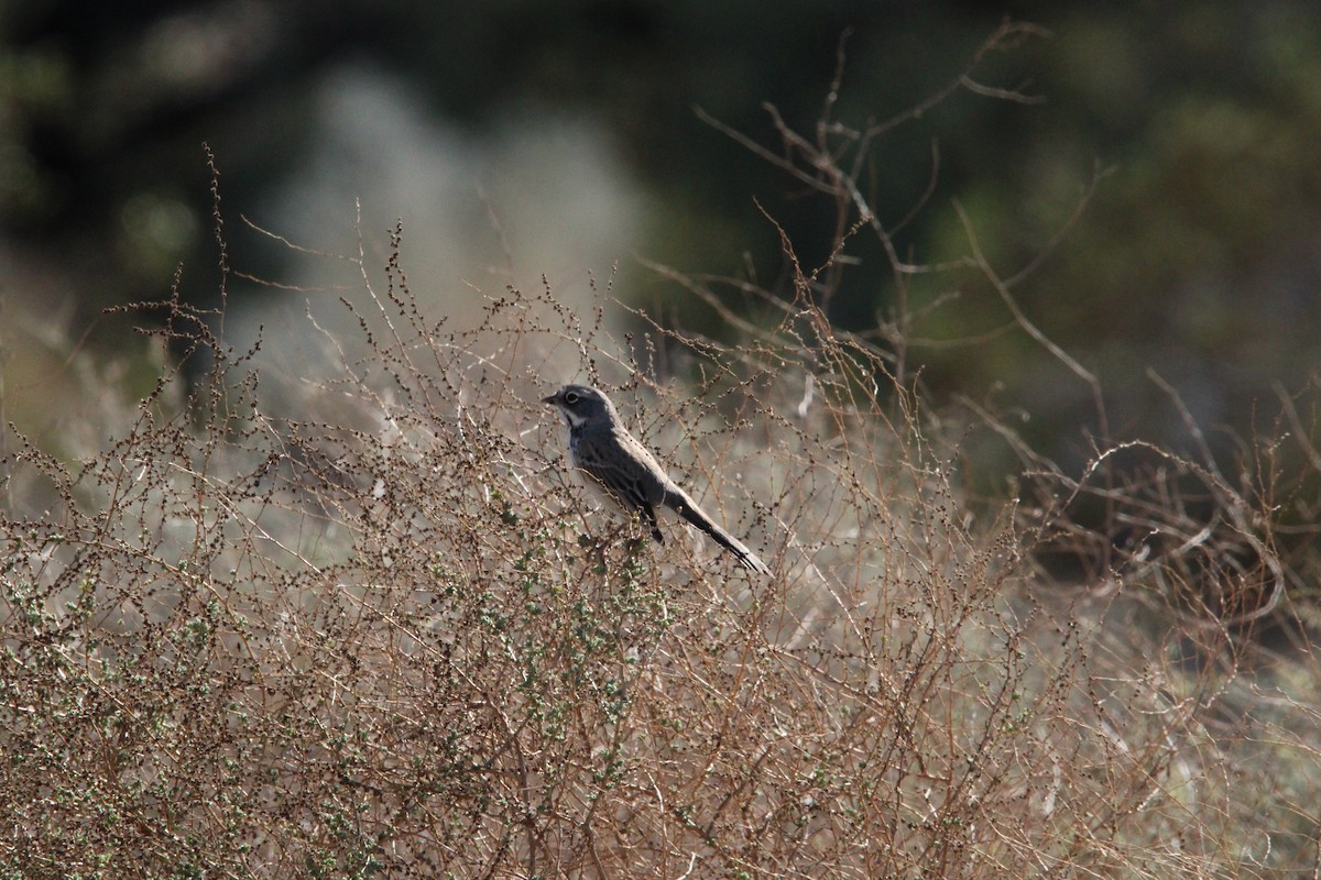 Bell's Sparrow - ML646316939