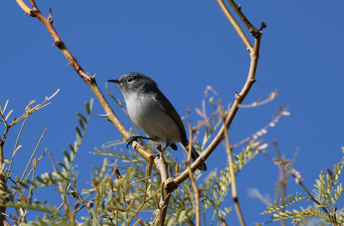 Perlita Colinegra - ML646316940