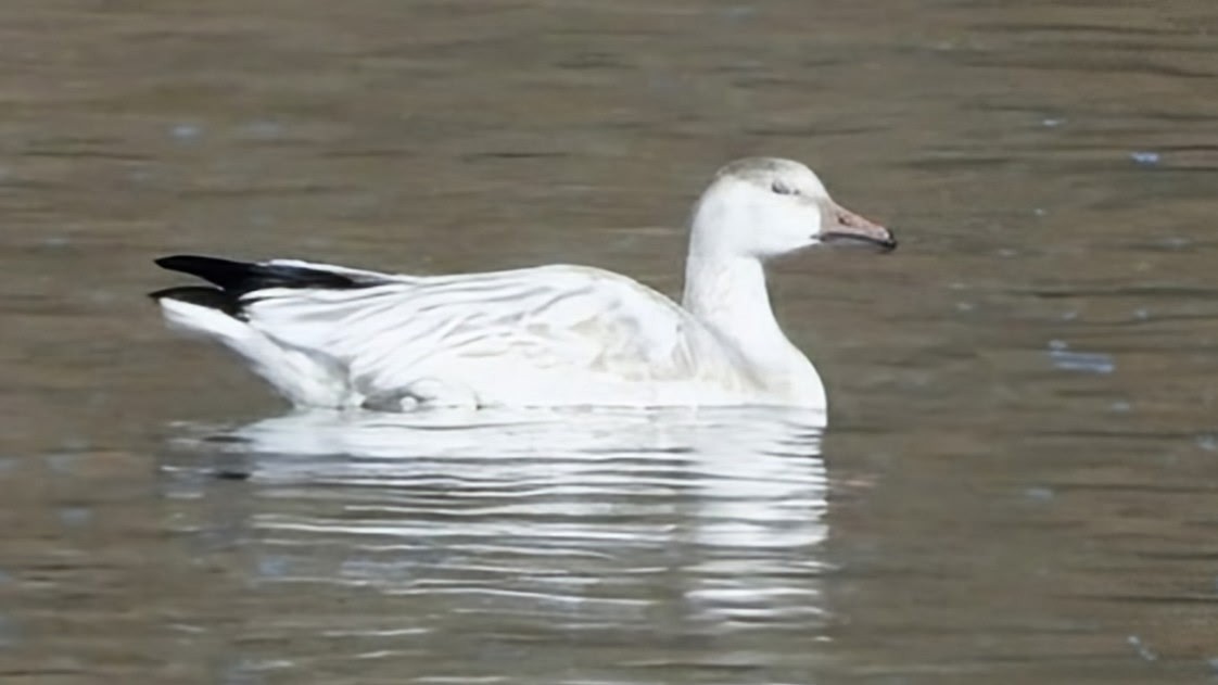 Snow Goose - ML646316942