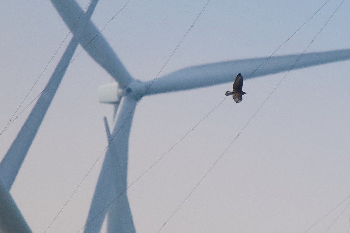 káně královská - ML646316950