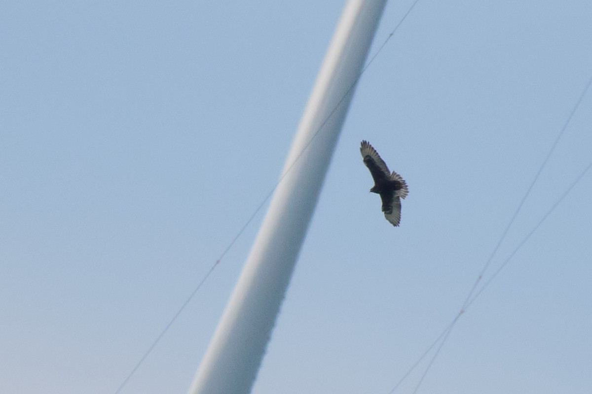 káně královská - ML646316951