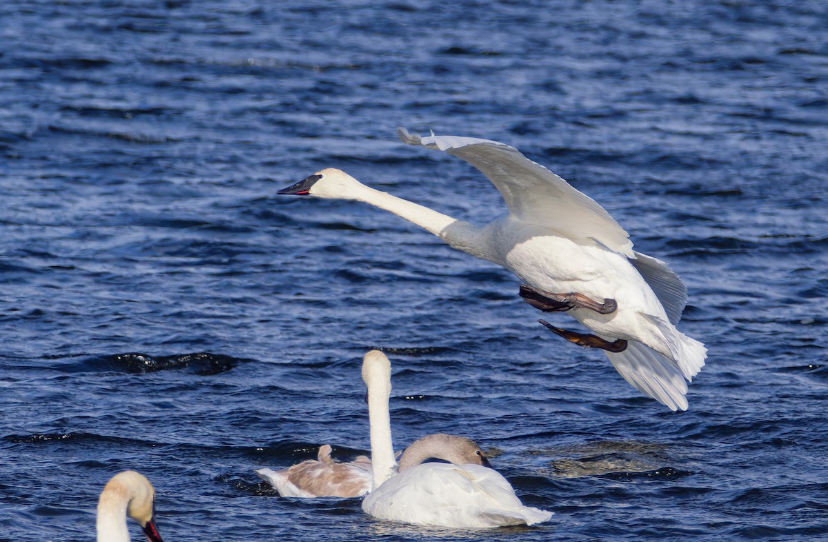 labuť trubač - ML646316953