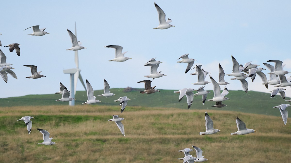 racek americký - ML646316957