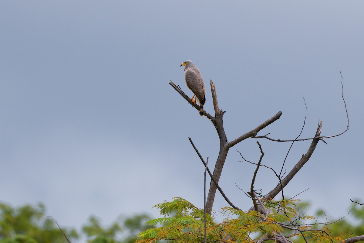 Roadside Hawk - ML646316965