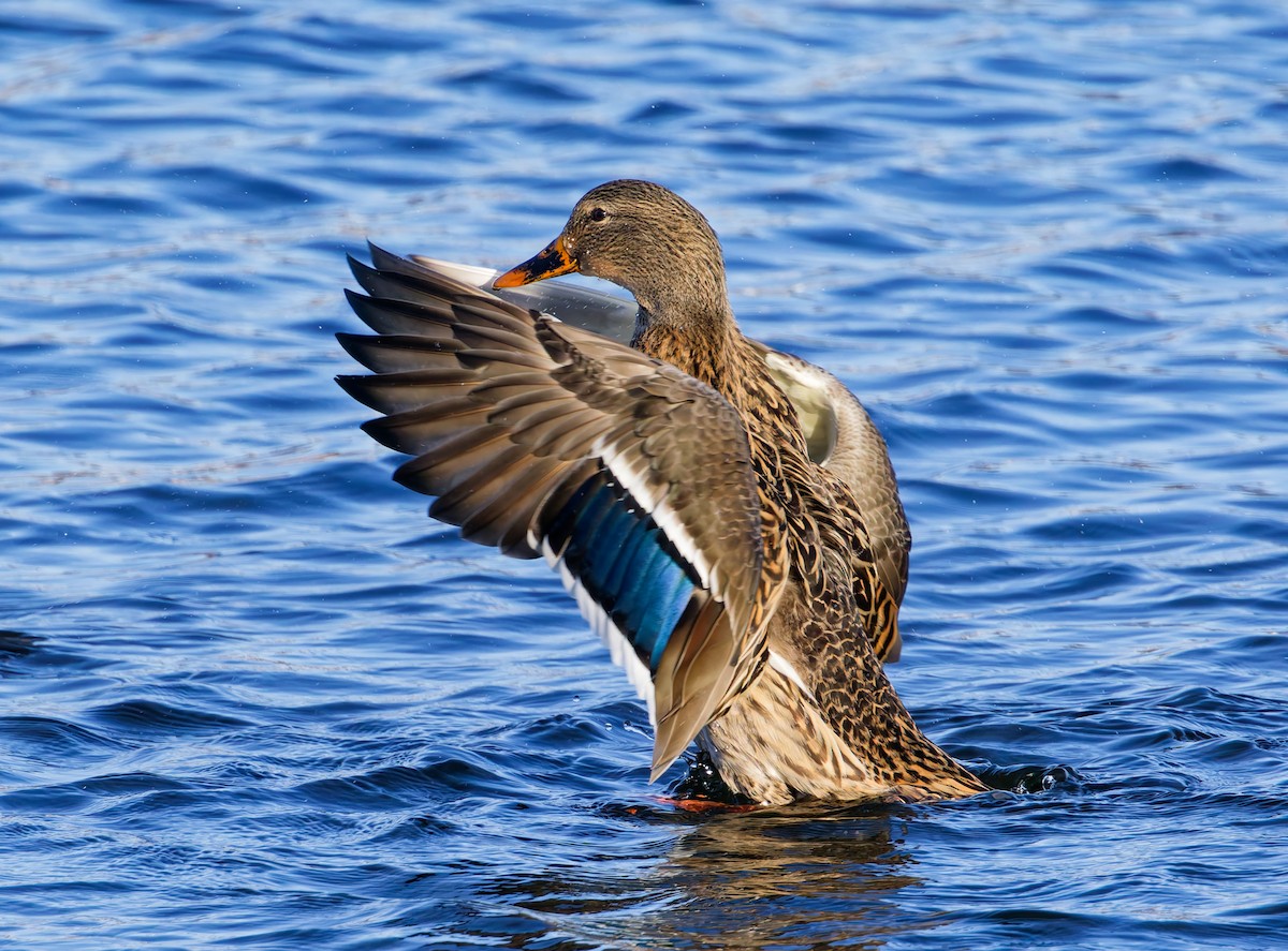 kachna divoká - ML646316966