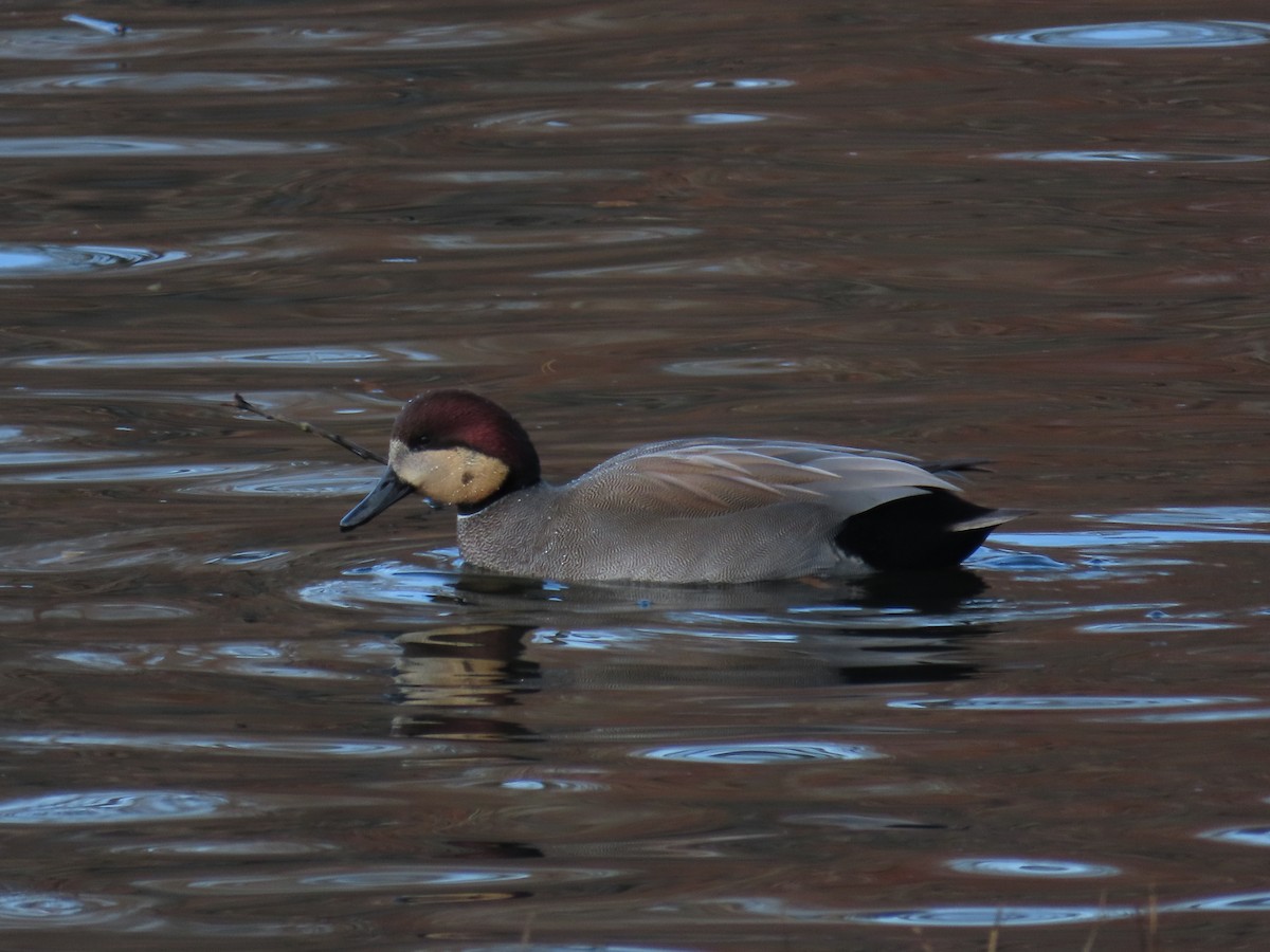 Gadwall - ML646316967