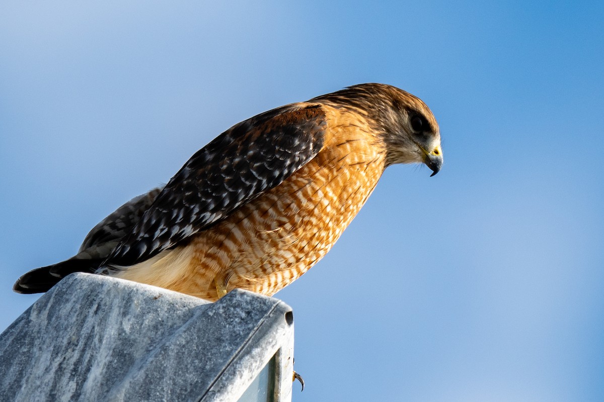 Red-shouldered Hawk - ML646316968