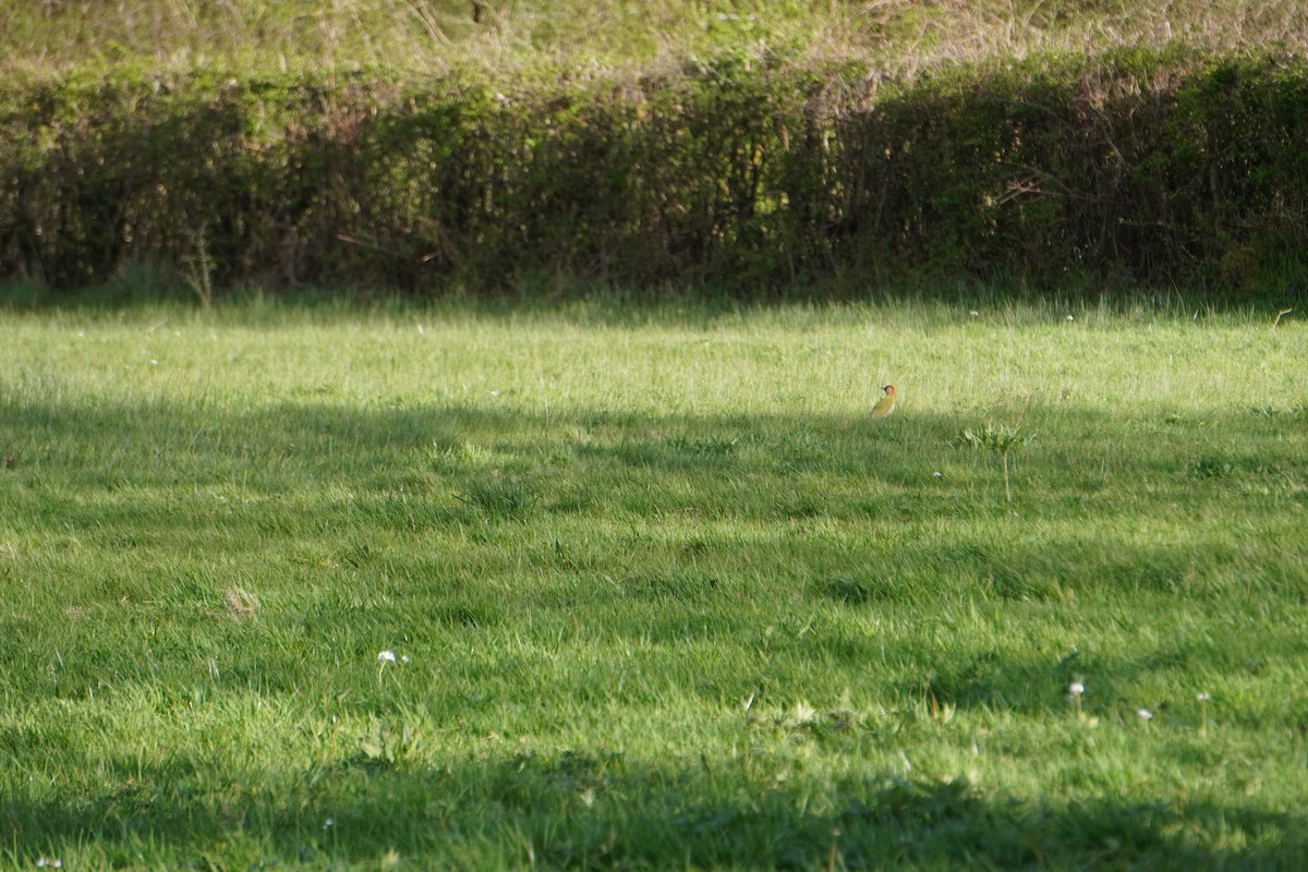 Eurasian Green Woodpecker - ML646316970