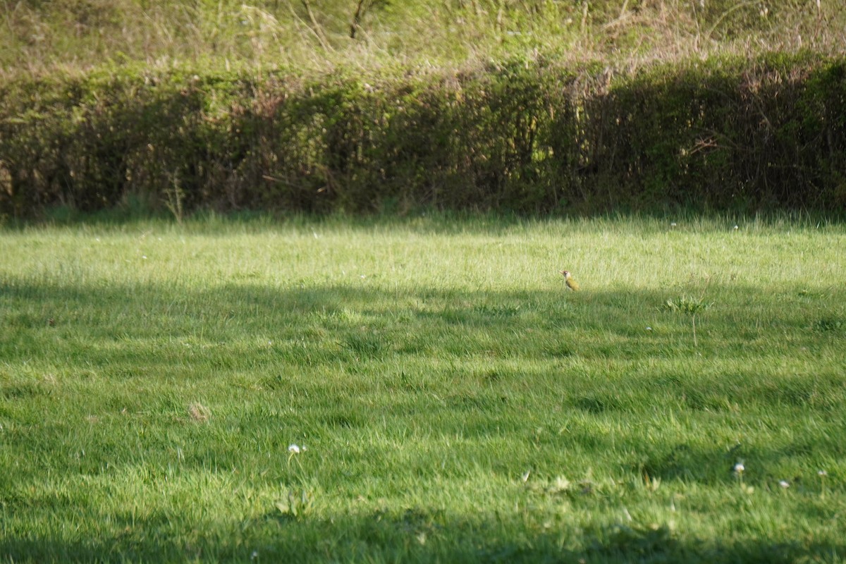 Eurasian Green Woodpecker - ML646316971