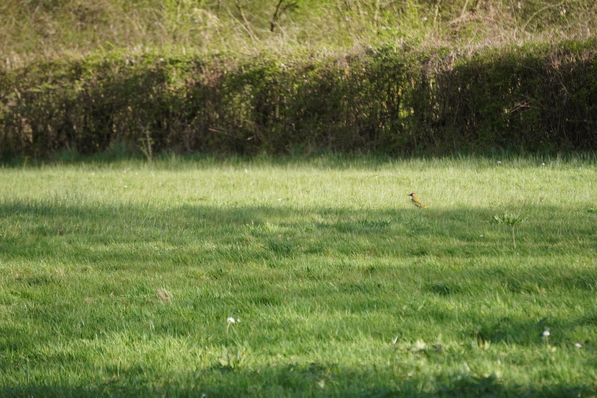 Eurasian Green Woodpecker - ML646316972