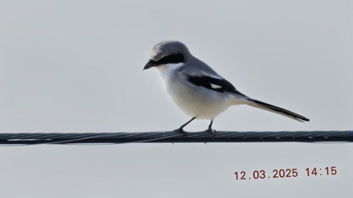 Loggerhead Shrike - ML646316975