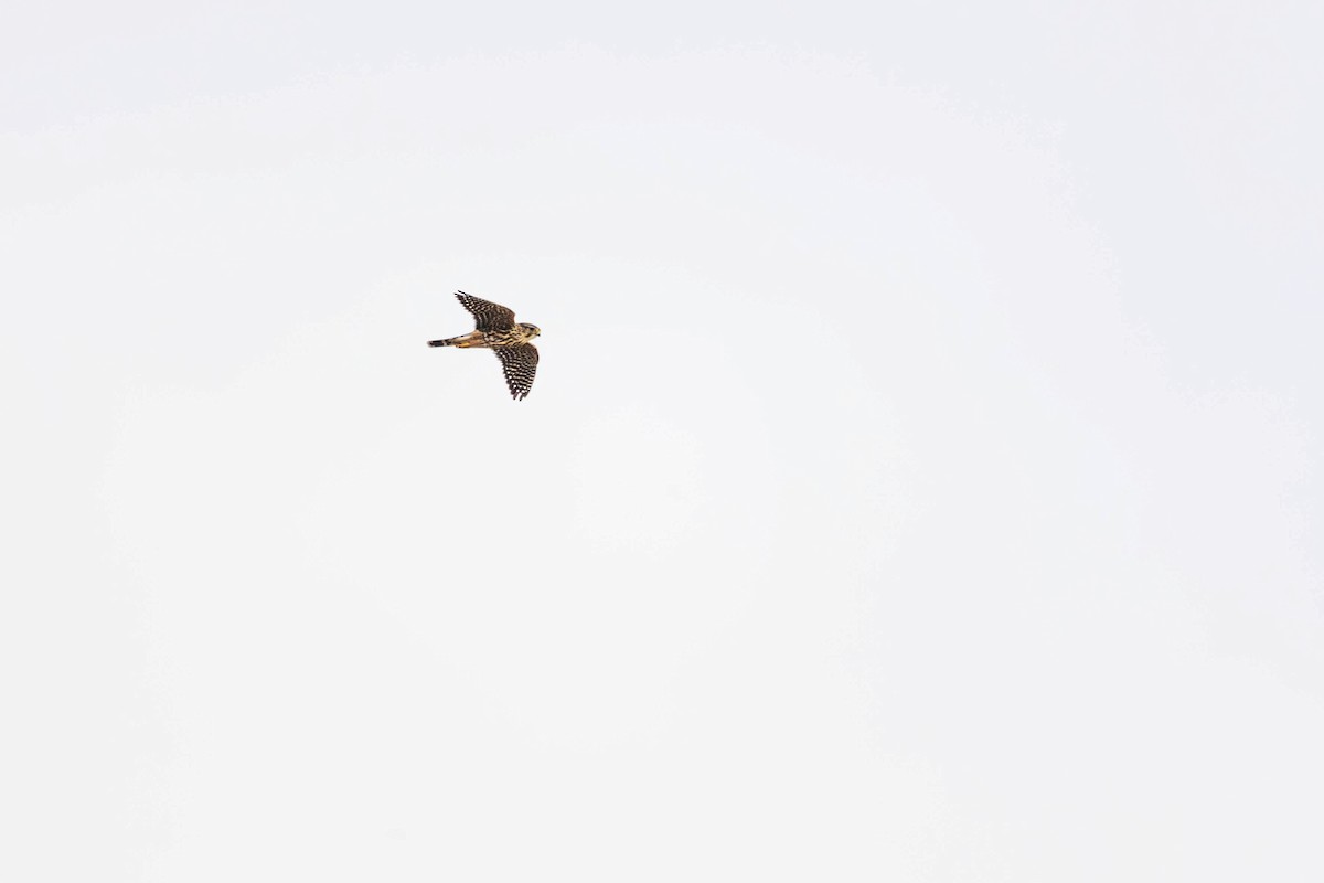 Merlin (Taiga) - ML646316985