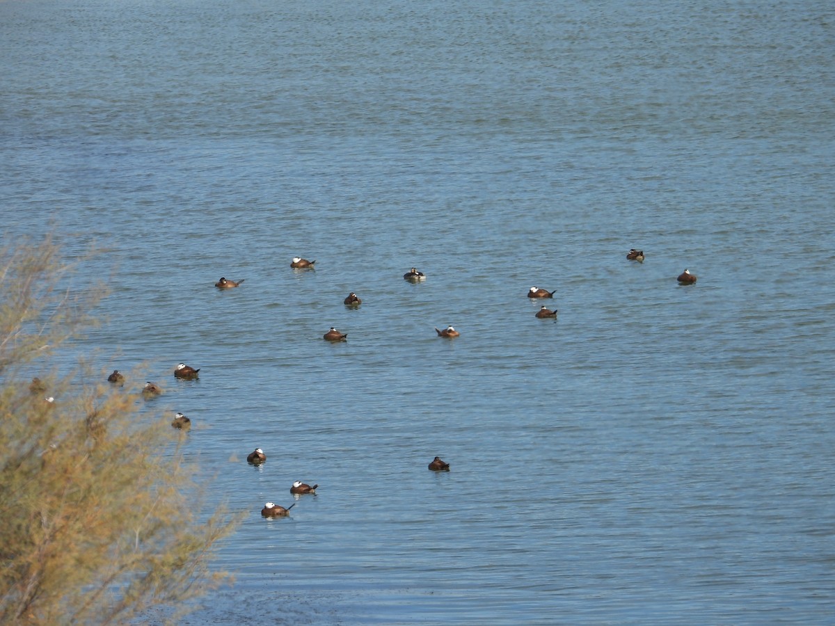 White-headed Duck - ML646316988