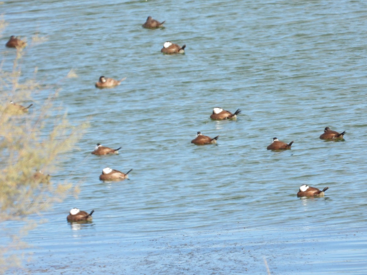 White-headed Duck - ML646316989