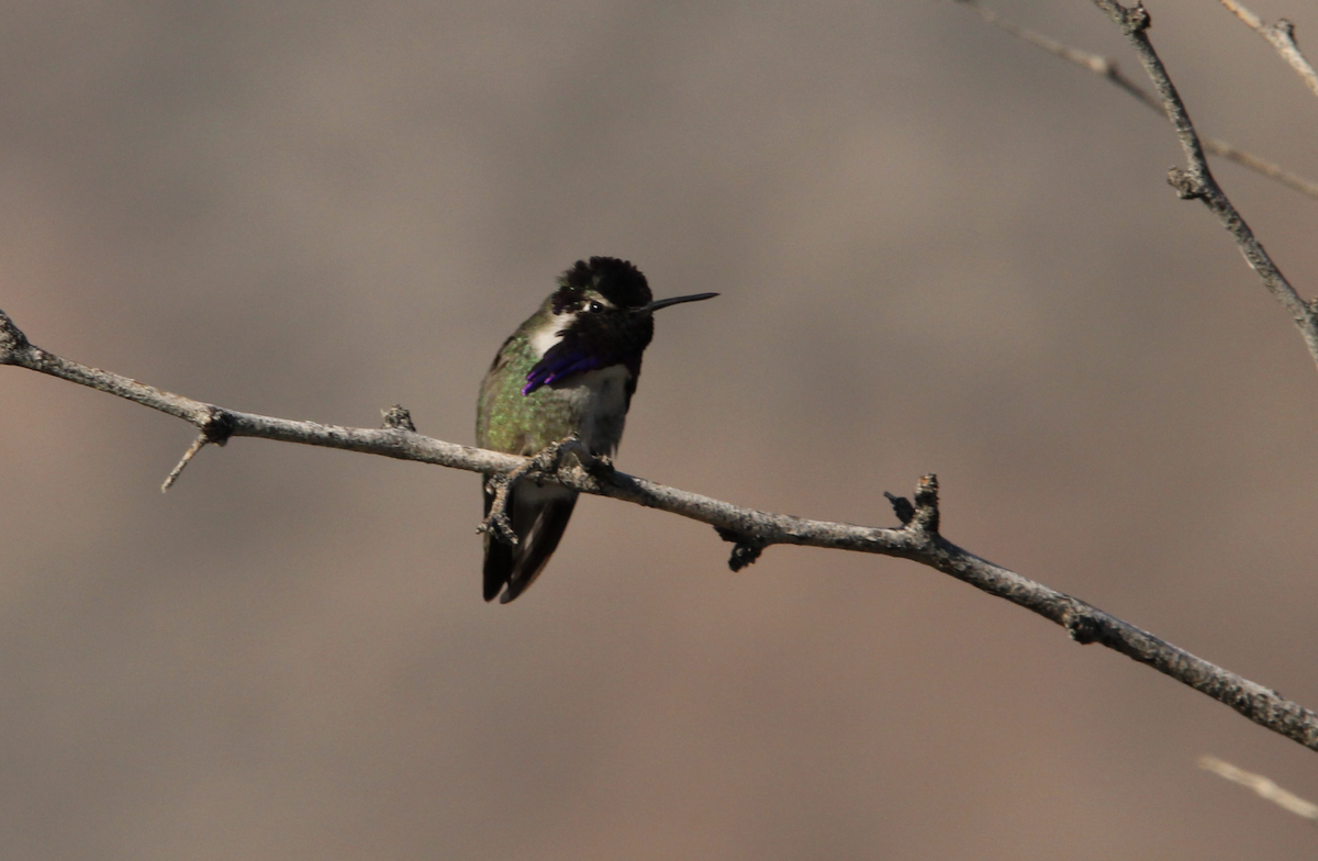 Colibrí de Costa - ML646316991