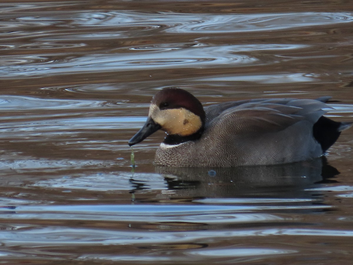 Gadwall - ML646316994